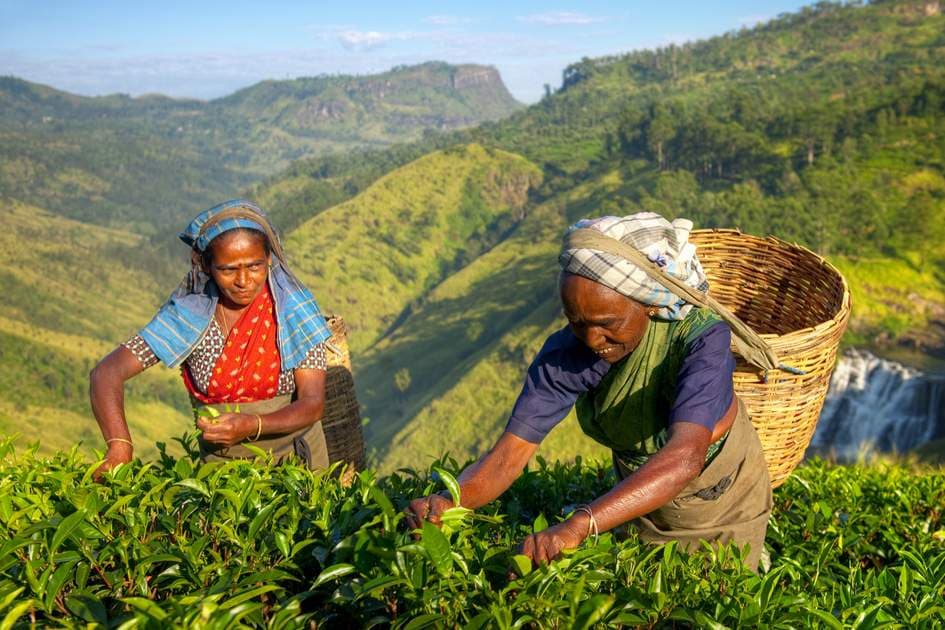Tea Plantations
